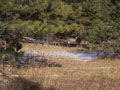 deer across pasture.jpg